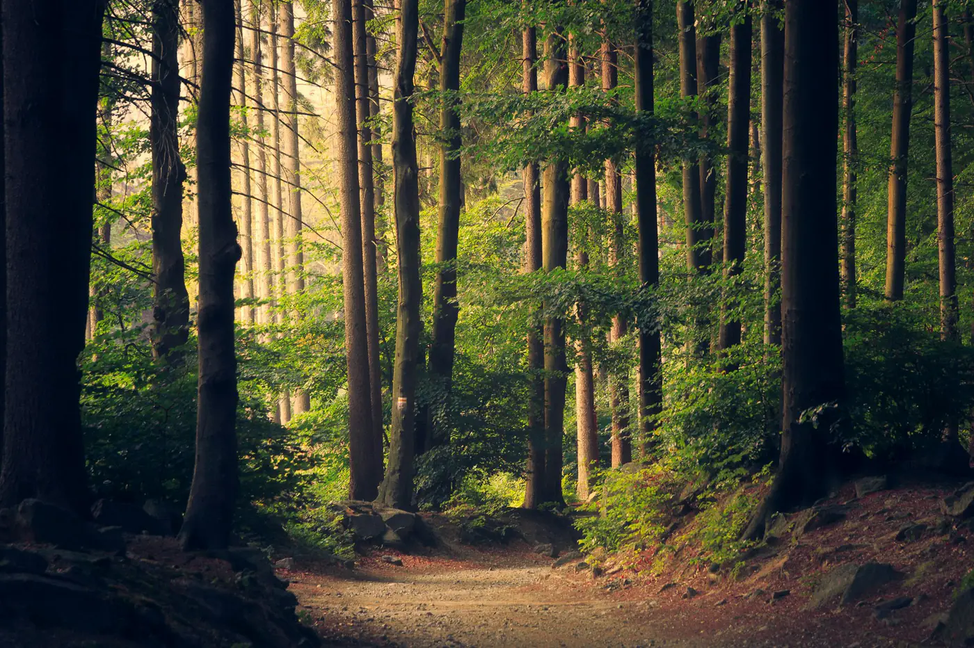 Sunlight falling through a forest path