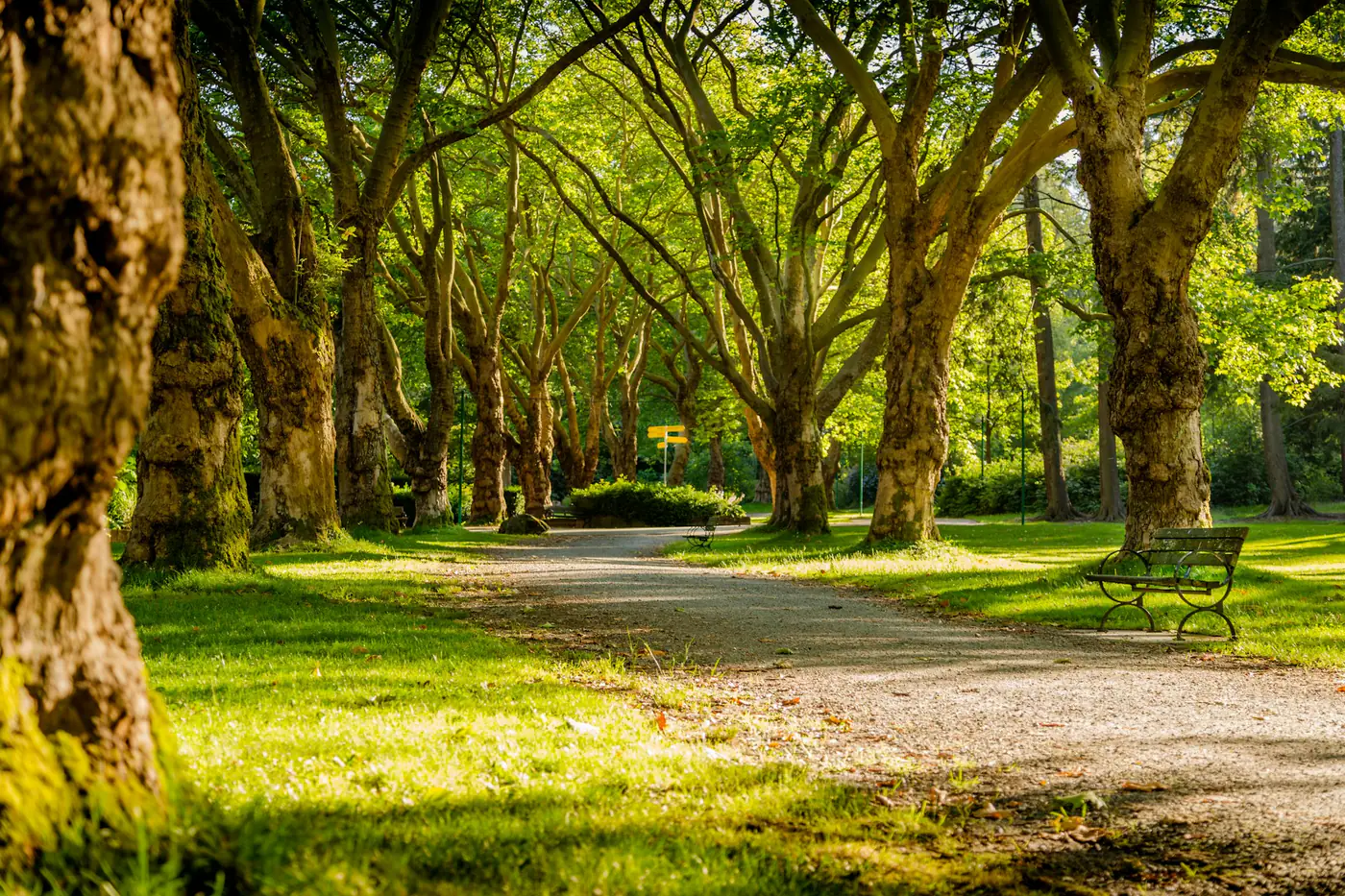 A tree-lined path through a park